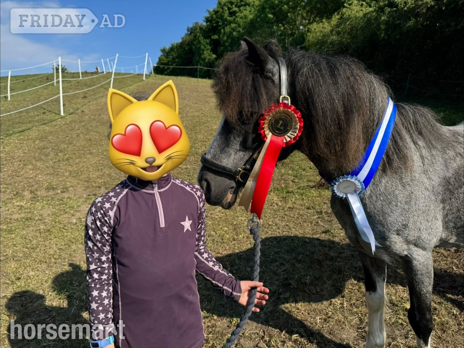 "Blue" Blue Roan Gelding Lead Rein/First Ridden Pony
