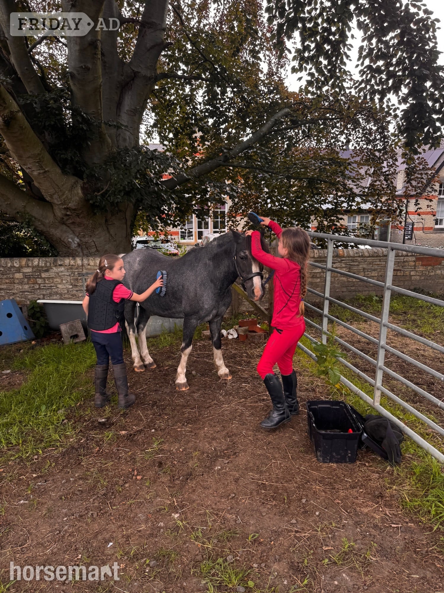 Prudhoe "Blue" Blue Roan Gelding Lead Rein/First Ridden Pony
