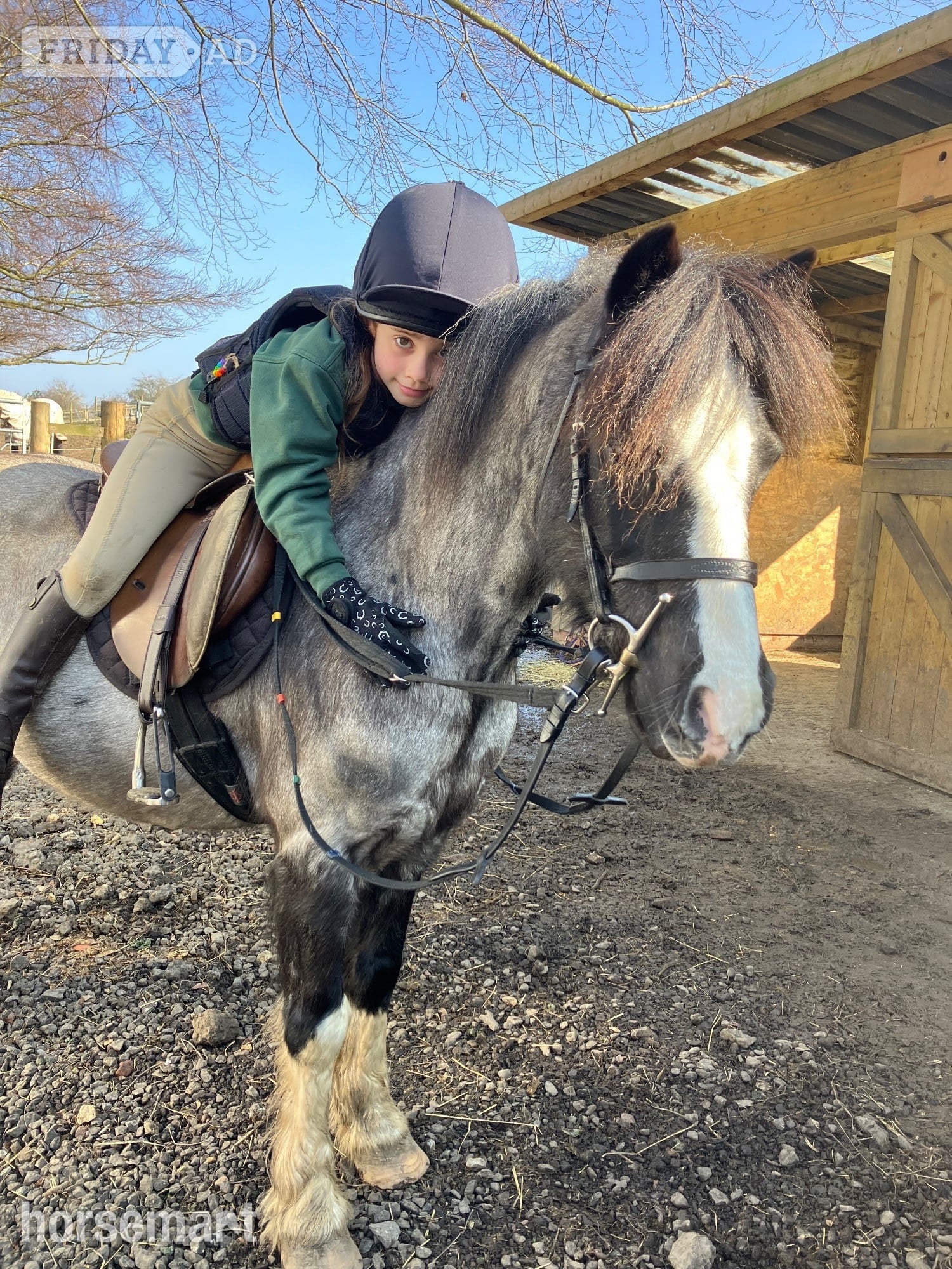 "Blue" Blue Roan Gelding Lead Rein/First Ridden Pony - Horses in Prudhoe