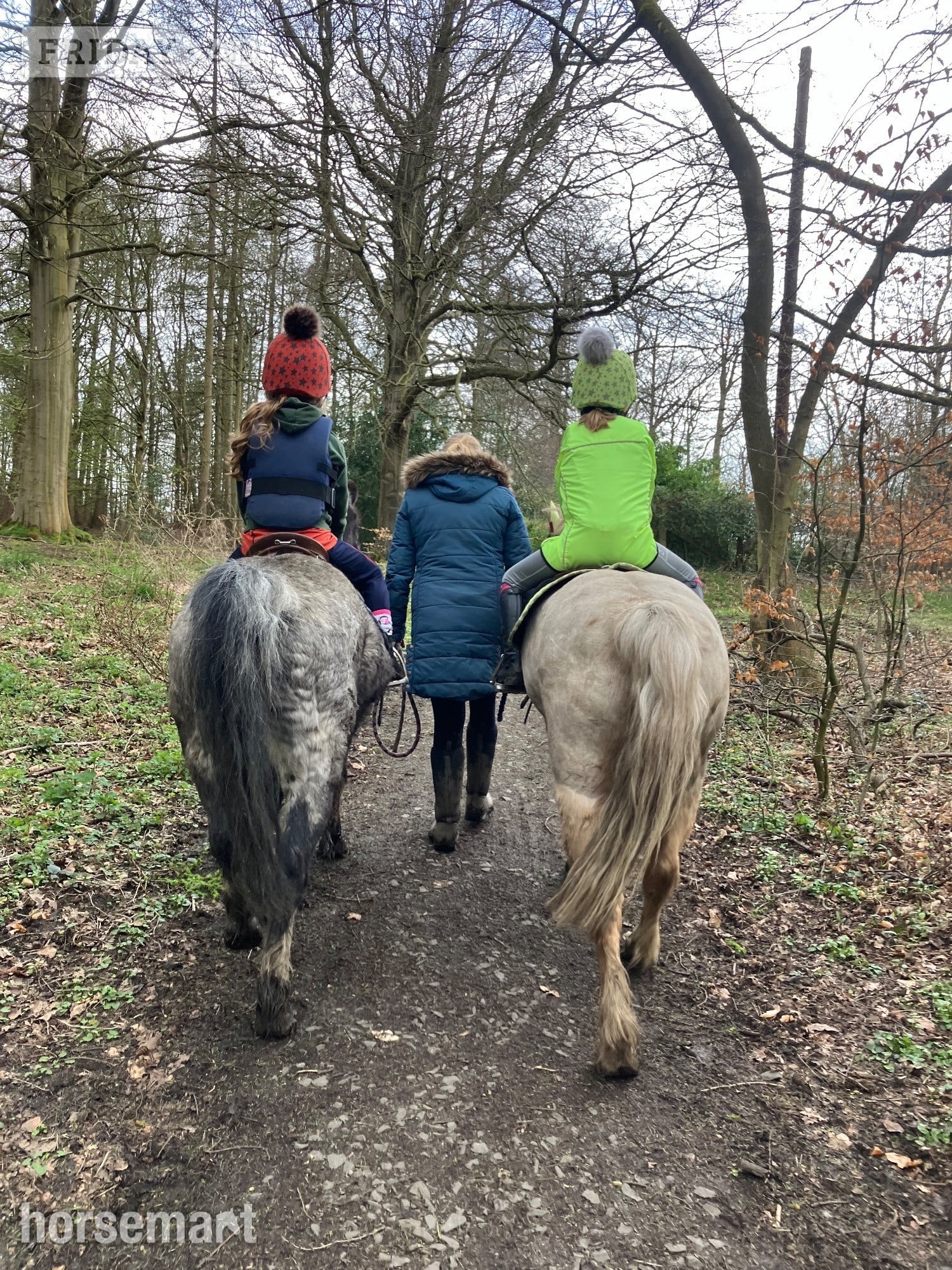 "Blue" Blue Roan Gelding Lead Rein/First Ridden Pony - Horses
