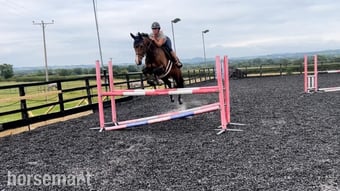 "Rory " Bay Gelding Schoolmaster
