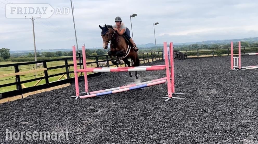"Rory " Bay Gelding Schoolmaster in Somerton