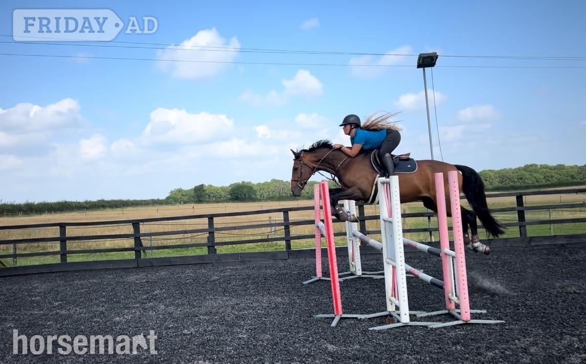 "Rory " Bay Gelding Schoolmaster