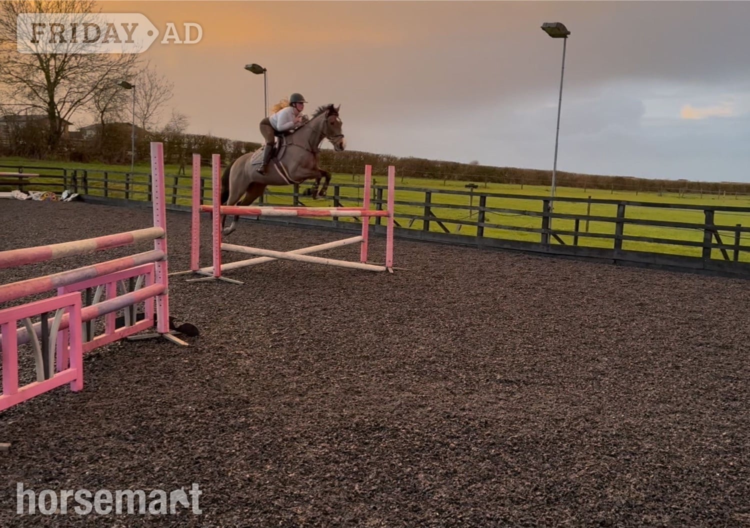 Somerton "Rory " Bay Gelding Schoolmaster