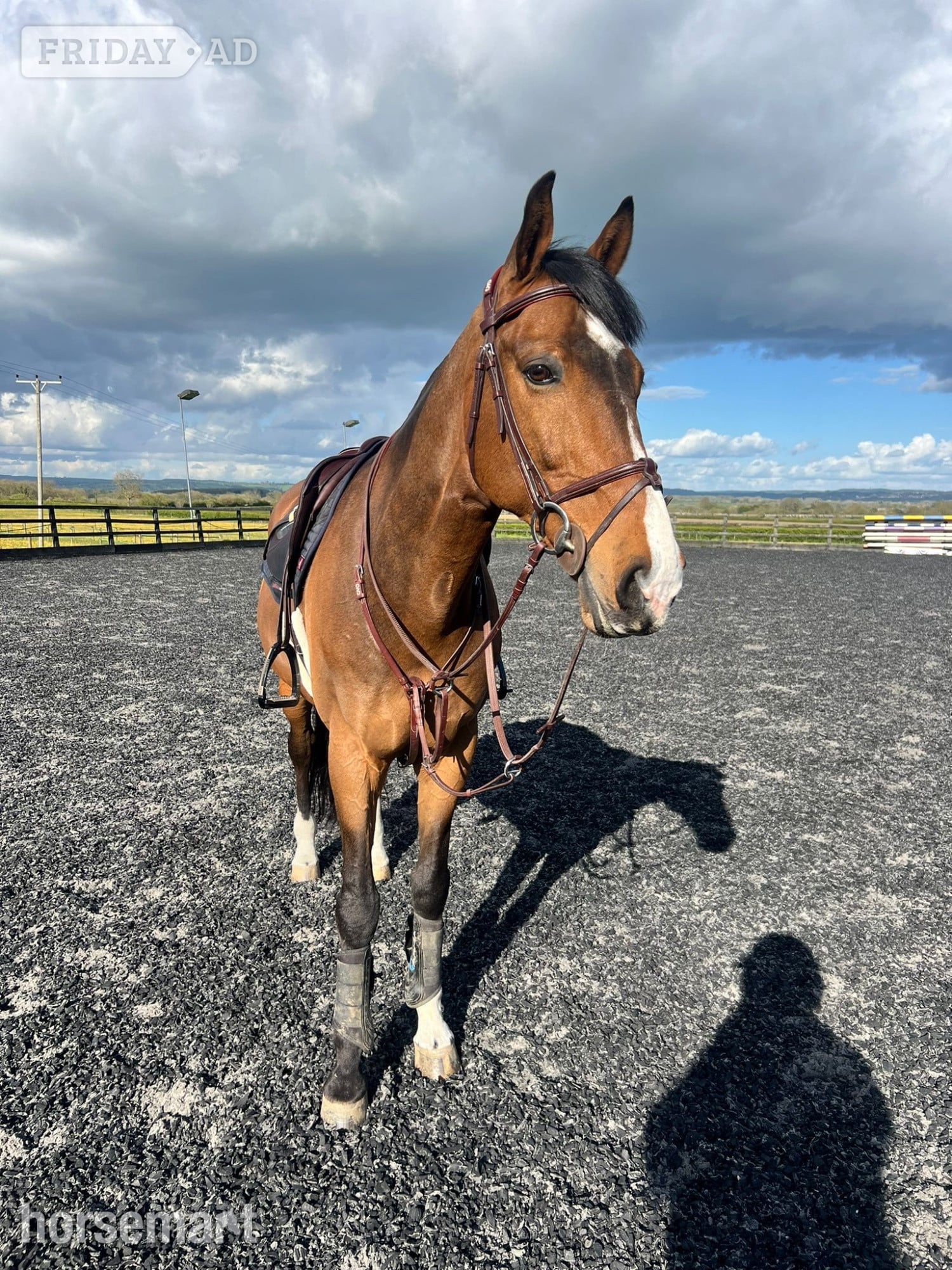 "Rory " Bay Gelding Schoolmaster - Horses in Somerton