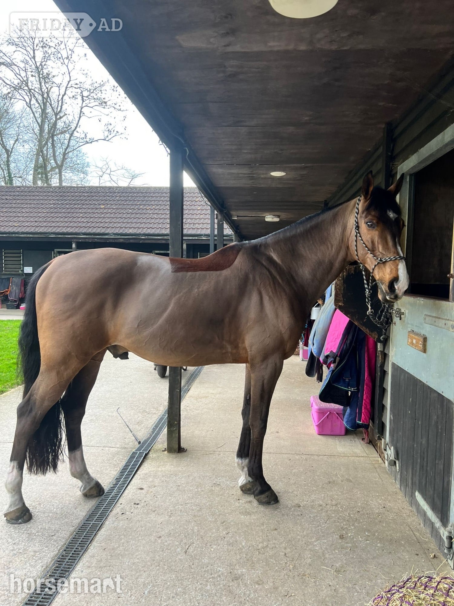 "Rory " Bay Gelding Schoolmaster - Horses