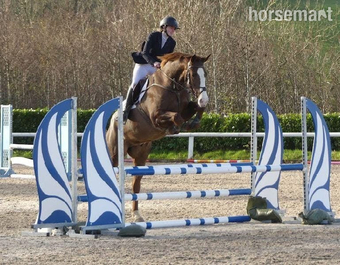 "Henry" Chestnut Gelding All Rounder