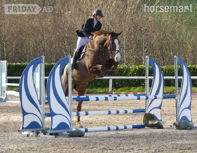 "Henry" Chestnut Gelding All Rounder in Huddersfield
