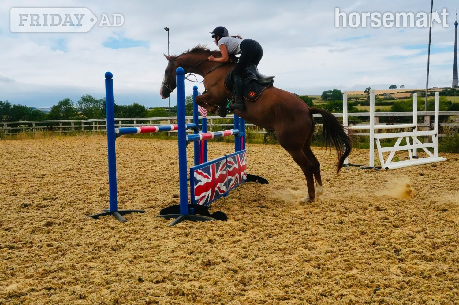 "Henry" Chestnut Gelding All Rounder