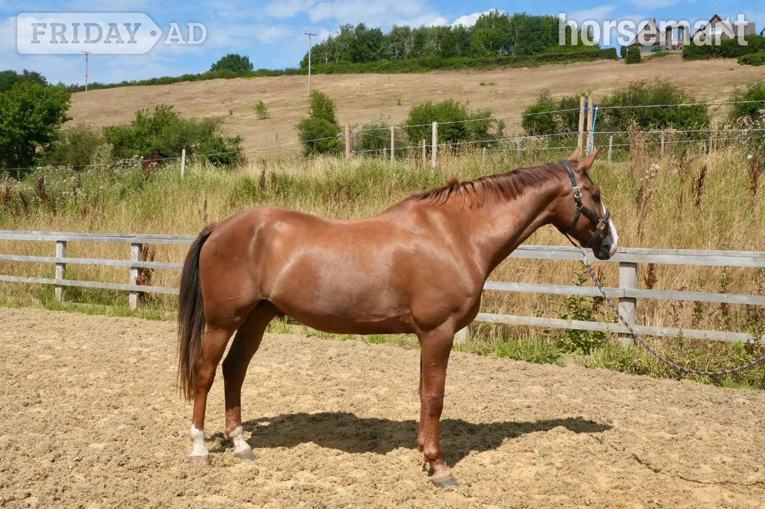 Huddersfield "Henry" Chestnut Gelding All Rounder
