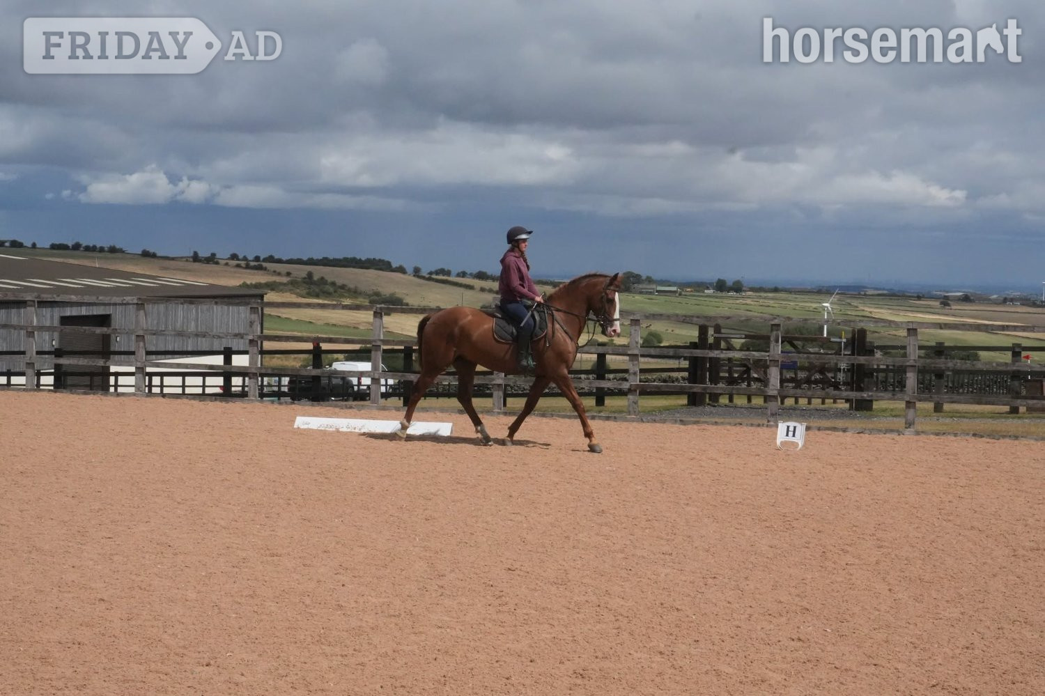 "Henry" Chestnut Gelding All Rounder - Horses in Huddersfield