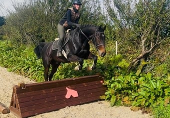"Saturn" Bay Gelding Riding Club Horse