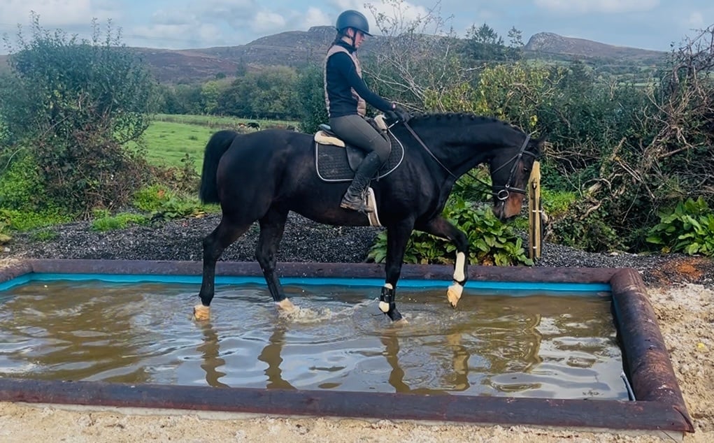 Collooney "Saturn" Bay Gelding Riding Club Horse
