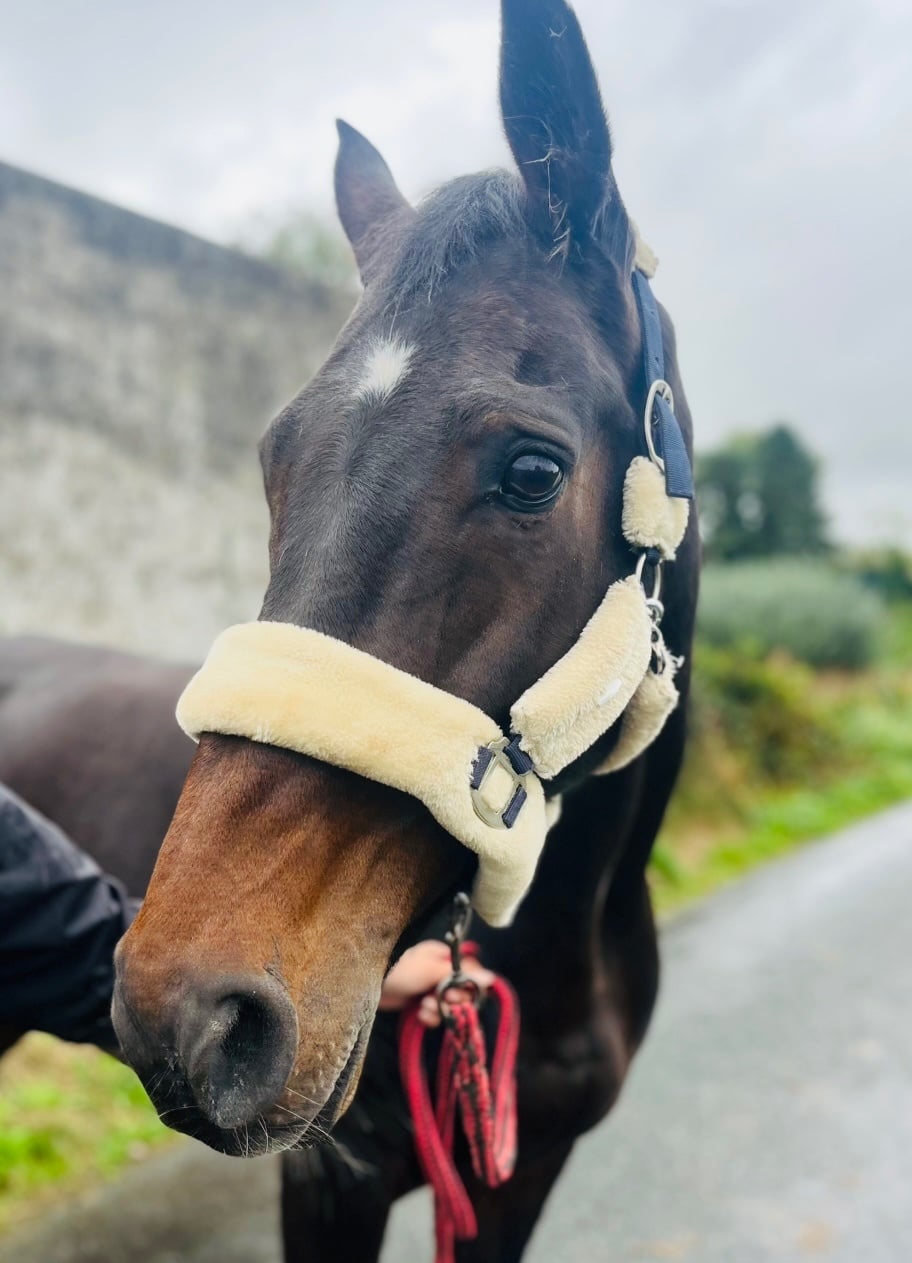 "Saturn" Bay Gelding Riding Club Horse - Horses in Collooney