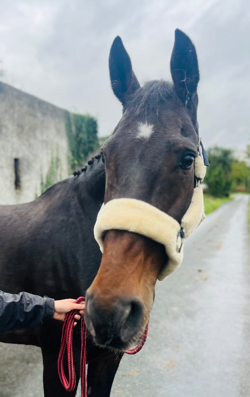 "Saturn" Bay Gelding Riding Club Horse - Horses
