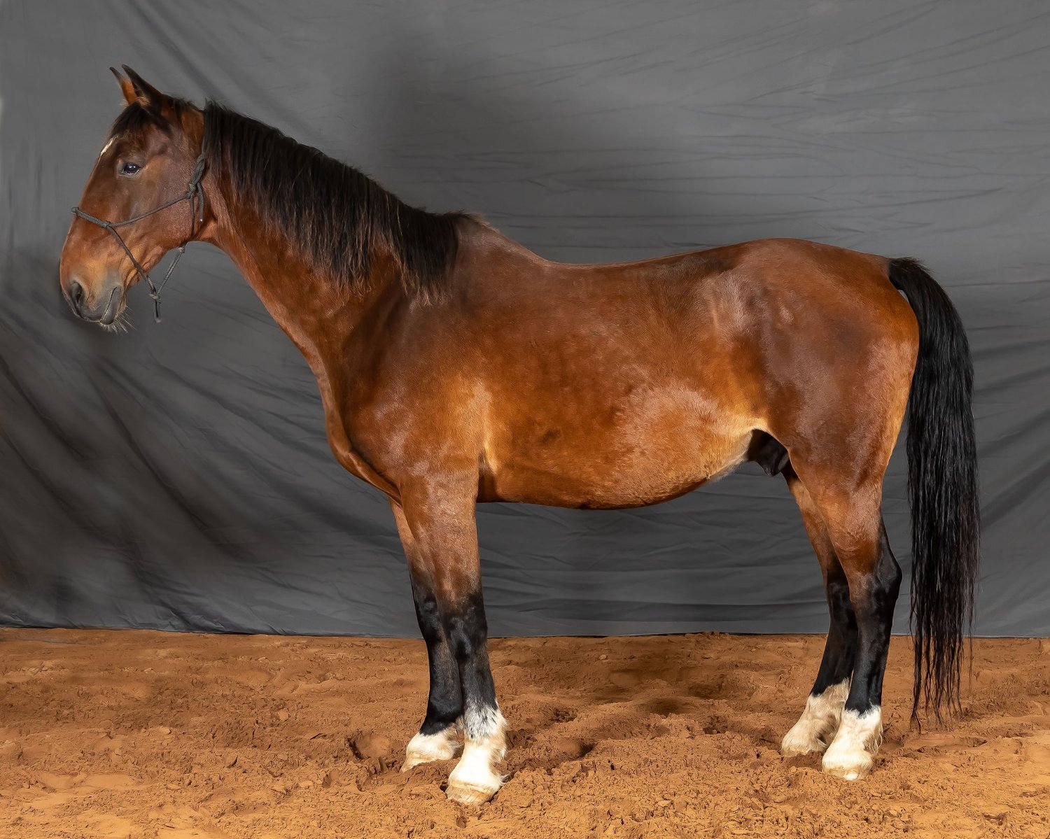 Jedburgh "Johnson and Walter" Bay Gelding Driving Horse