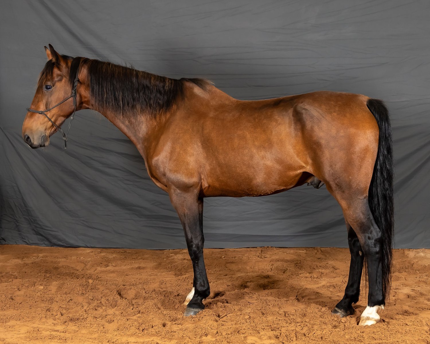 "Johnson and Walter" Bay Gelding Driving Horse - Horses in Jedburgh