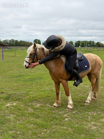 "roxy" Palomino Mare All Rounder