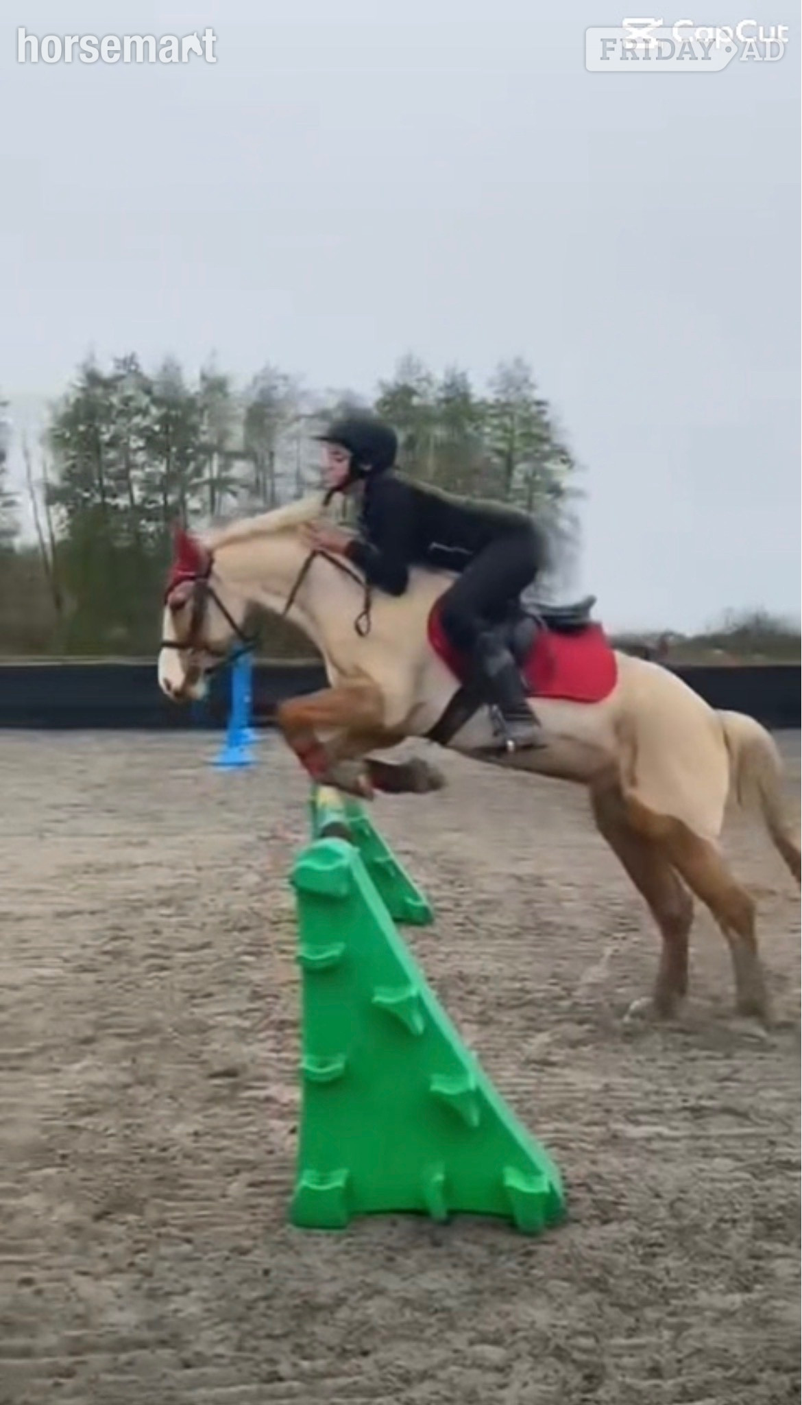 Upwell "roxy" Palomino Mare All Rounder