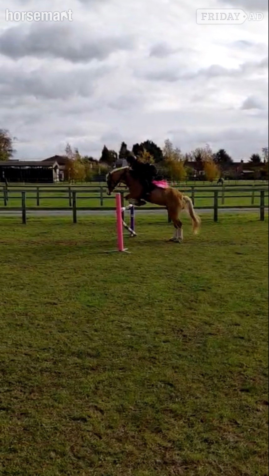 "roxy" Palomino Mare All Rounder
