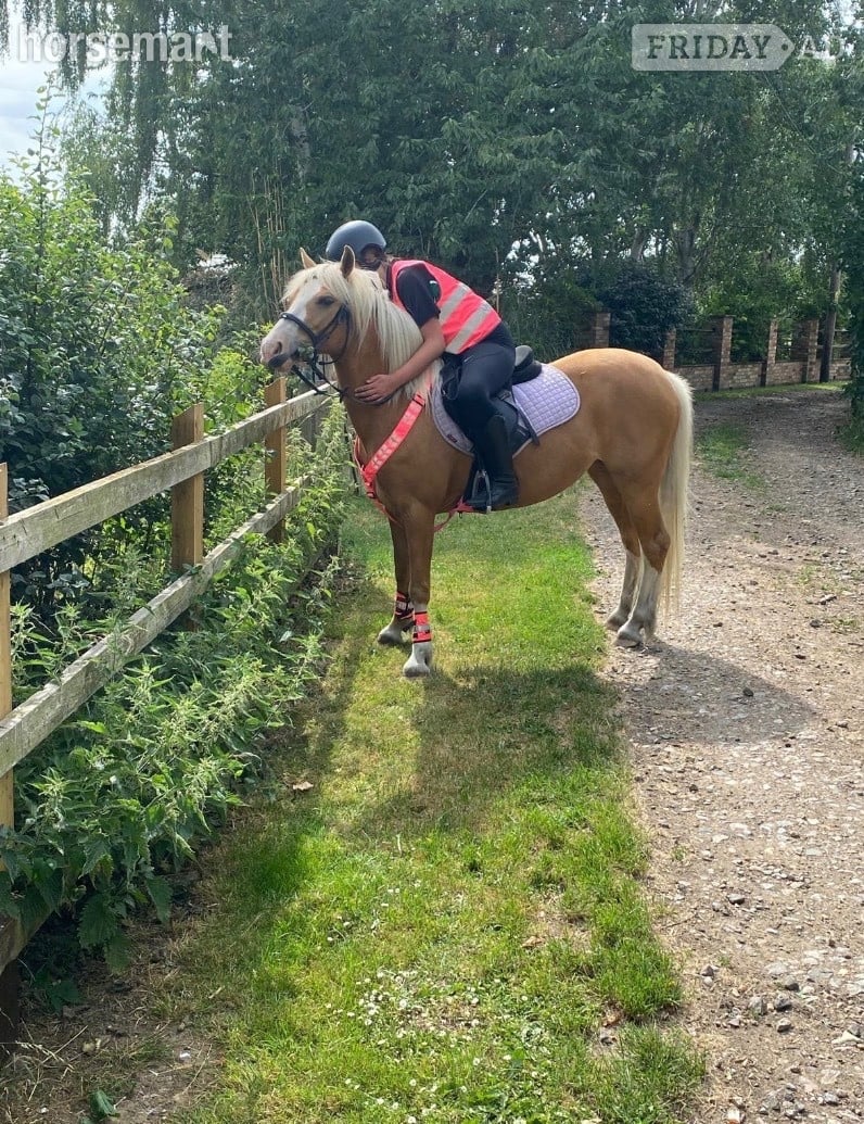 "roxy" Palomino Mare All Rounder - Horses in Upwell