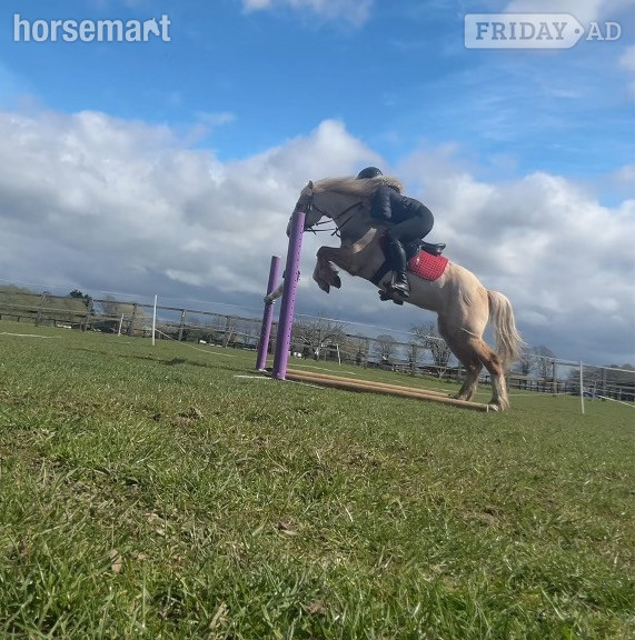 "roxy" Palomino Mare All Rounder - Horses