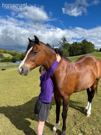 "Coco " Bay Gelding Mountain & Moorland Pony