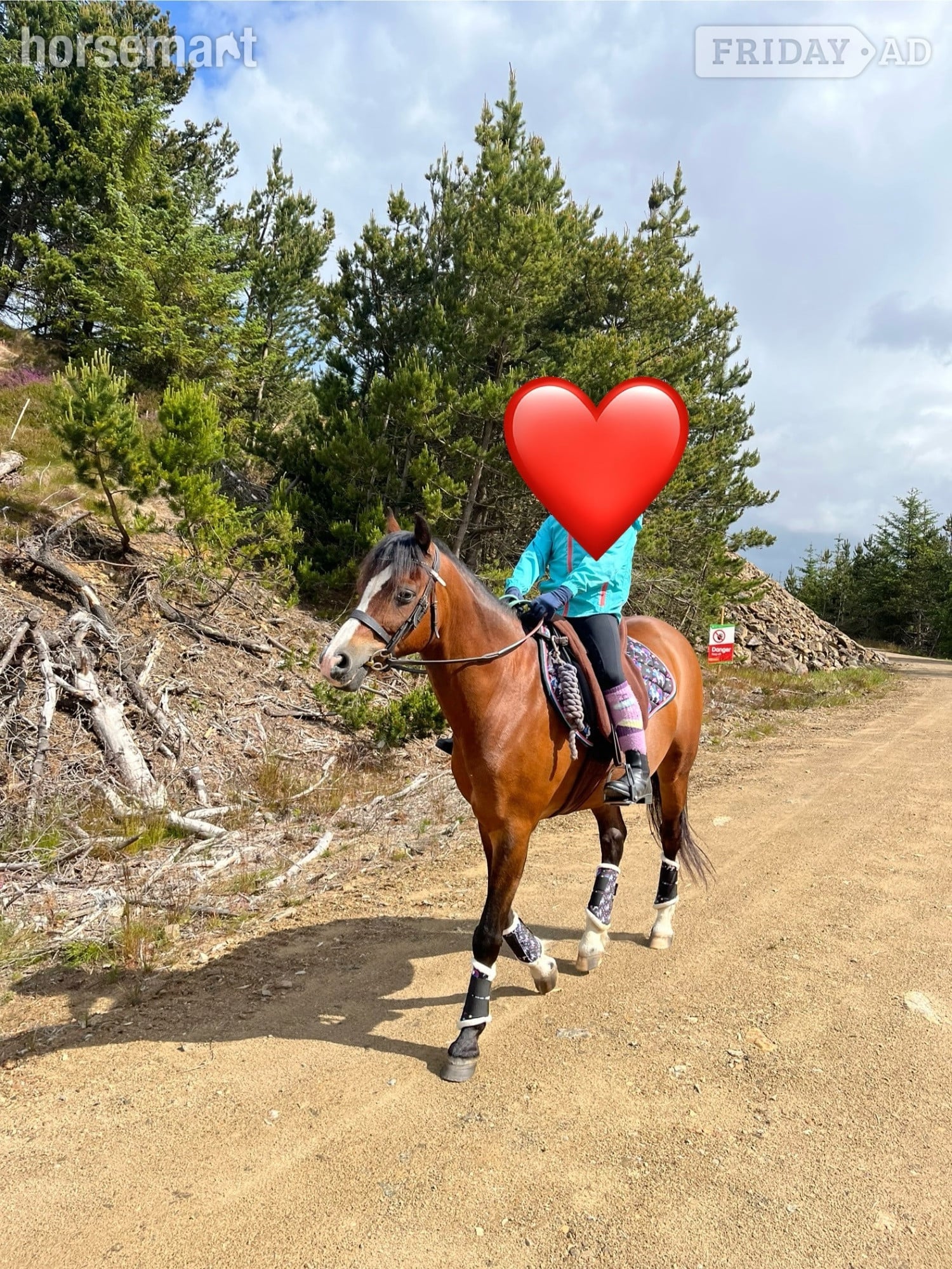 Alford "Coco " Bay Gelding Mountain & Moorland Pony