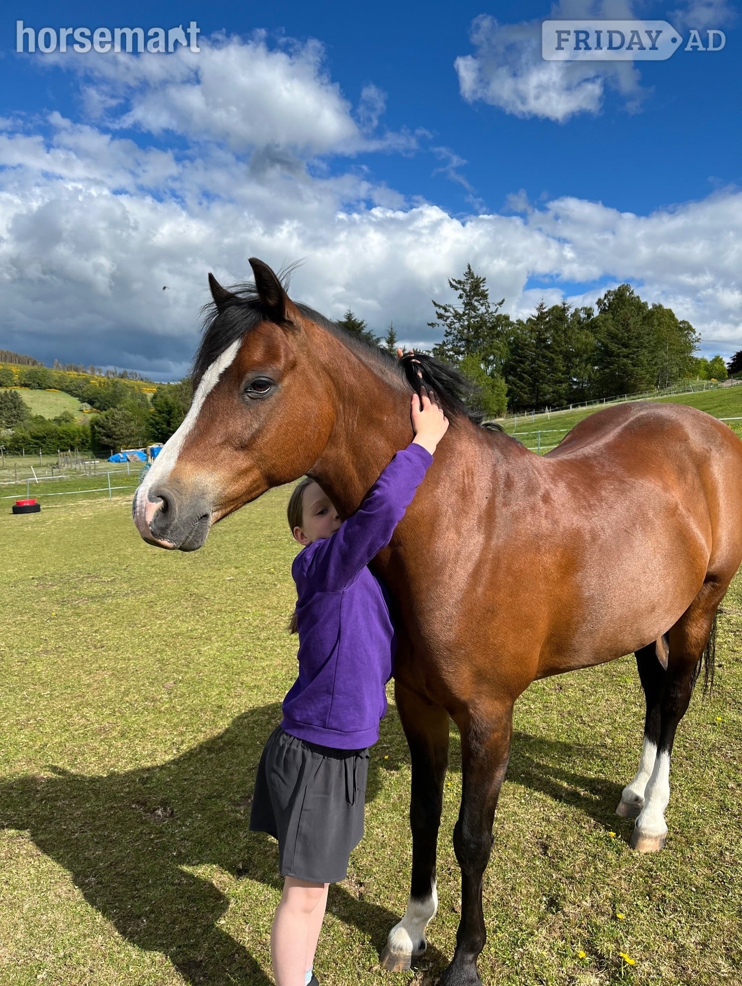 "Coco " Bay Gelding Mountain & Moorland Pony in Alford