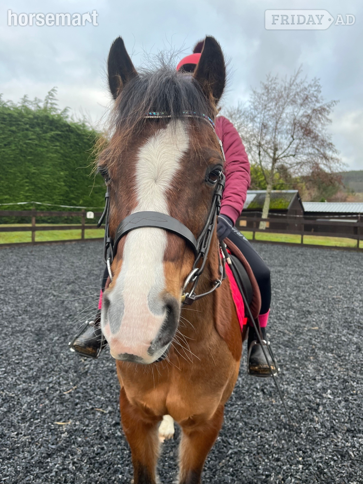 "Coco " Bay Gelding Mountain & Moorland Pony