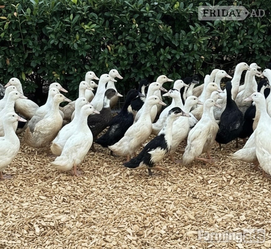 Ducks &amp; Ducklings in a range of breeds  in Swannington