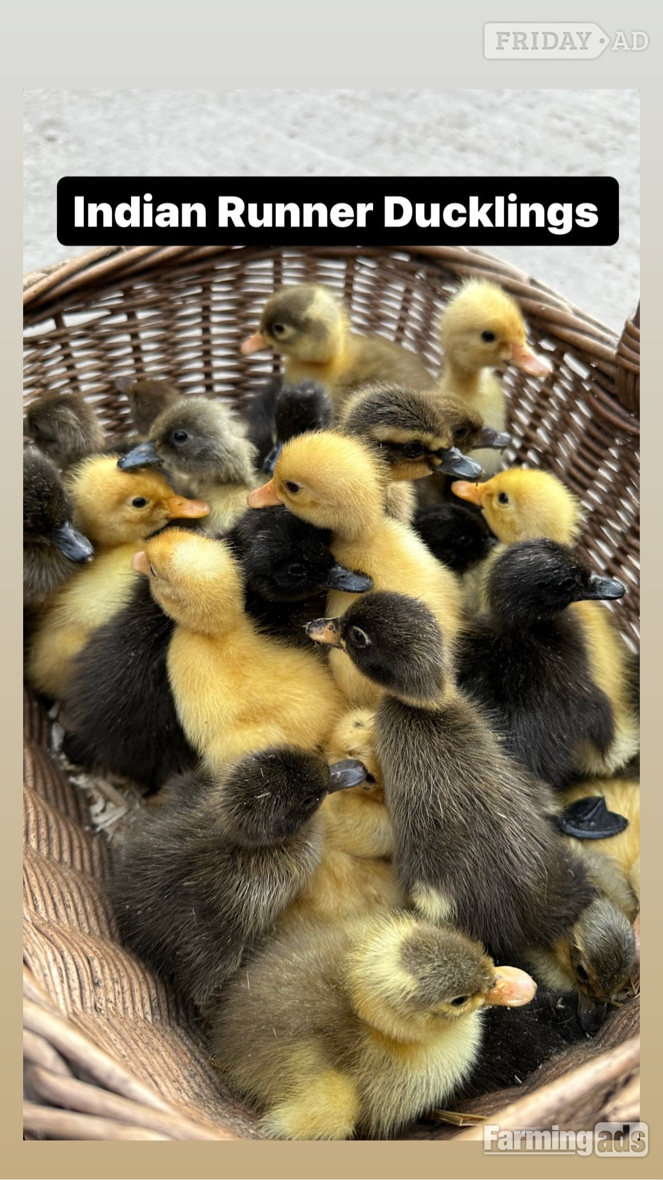 Swannington Ducks &amp; Ducklings in a range of breeds 