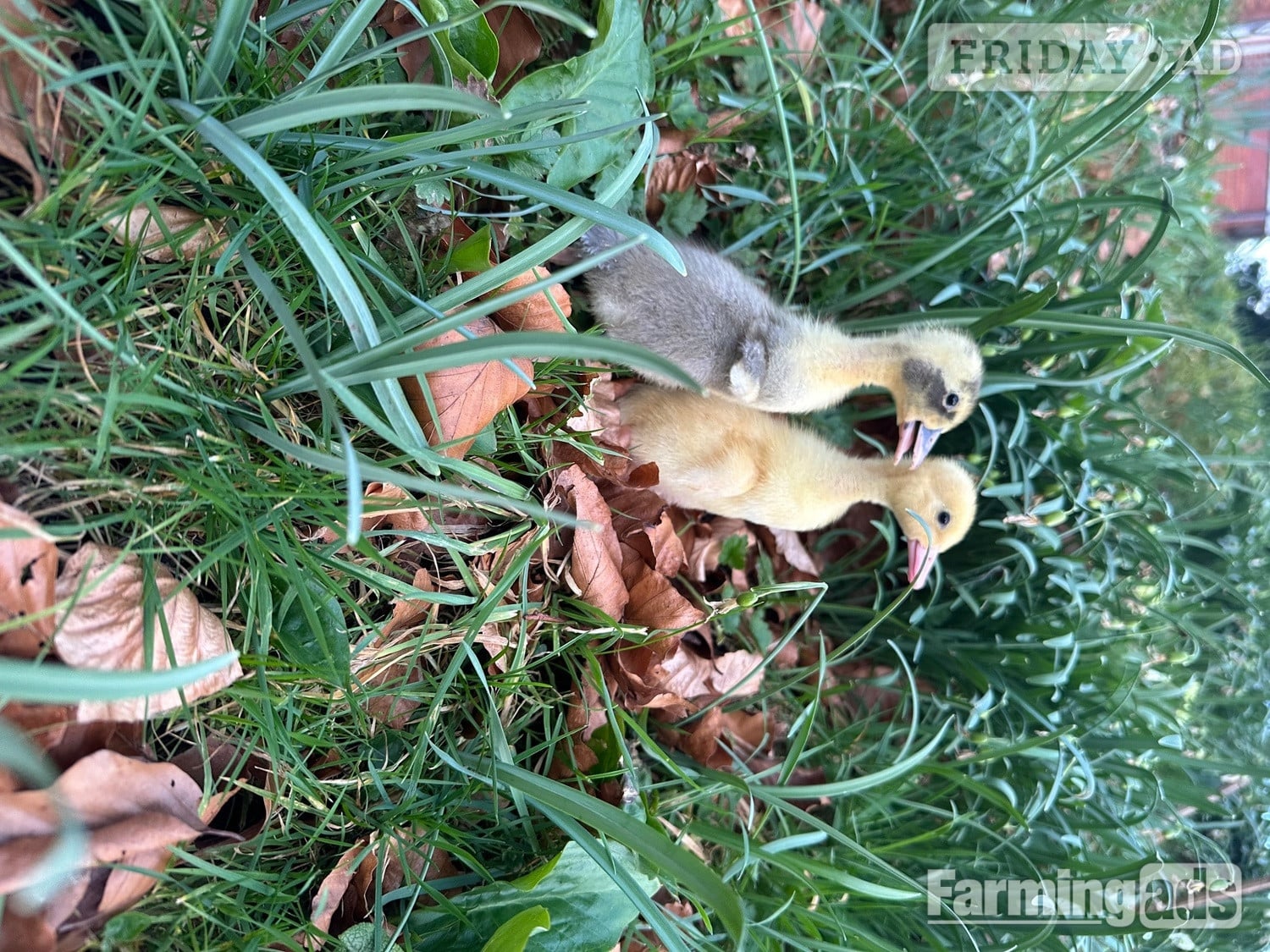 Ducks &amp; Ducklings in a range of breeds  - Poultry in Swannington