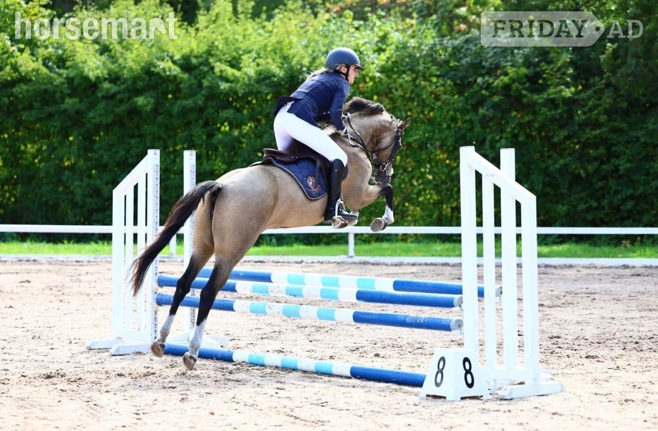 "Star" Buckskin Mare All Rounder in Southampton