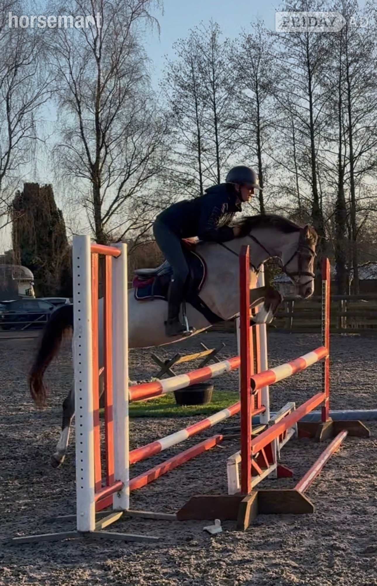 "Star" Buckskin Mare All Rounder