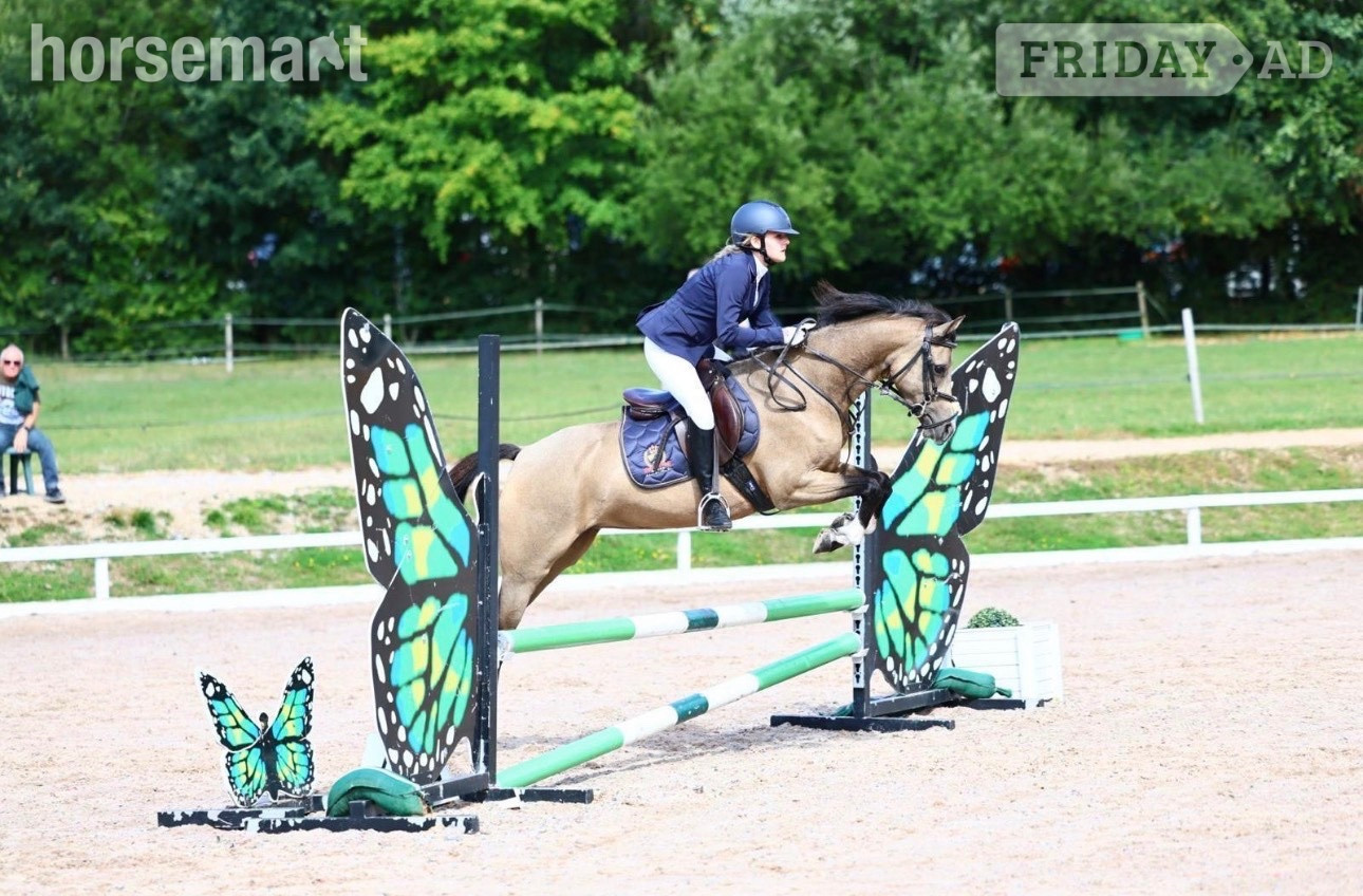 Southampton "Star" Buckskin Mare All Rounder