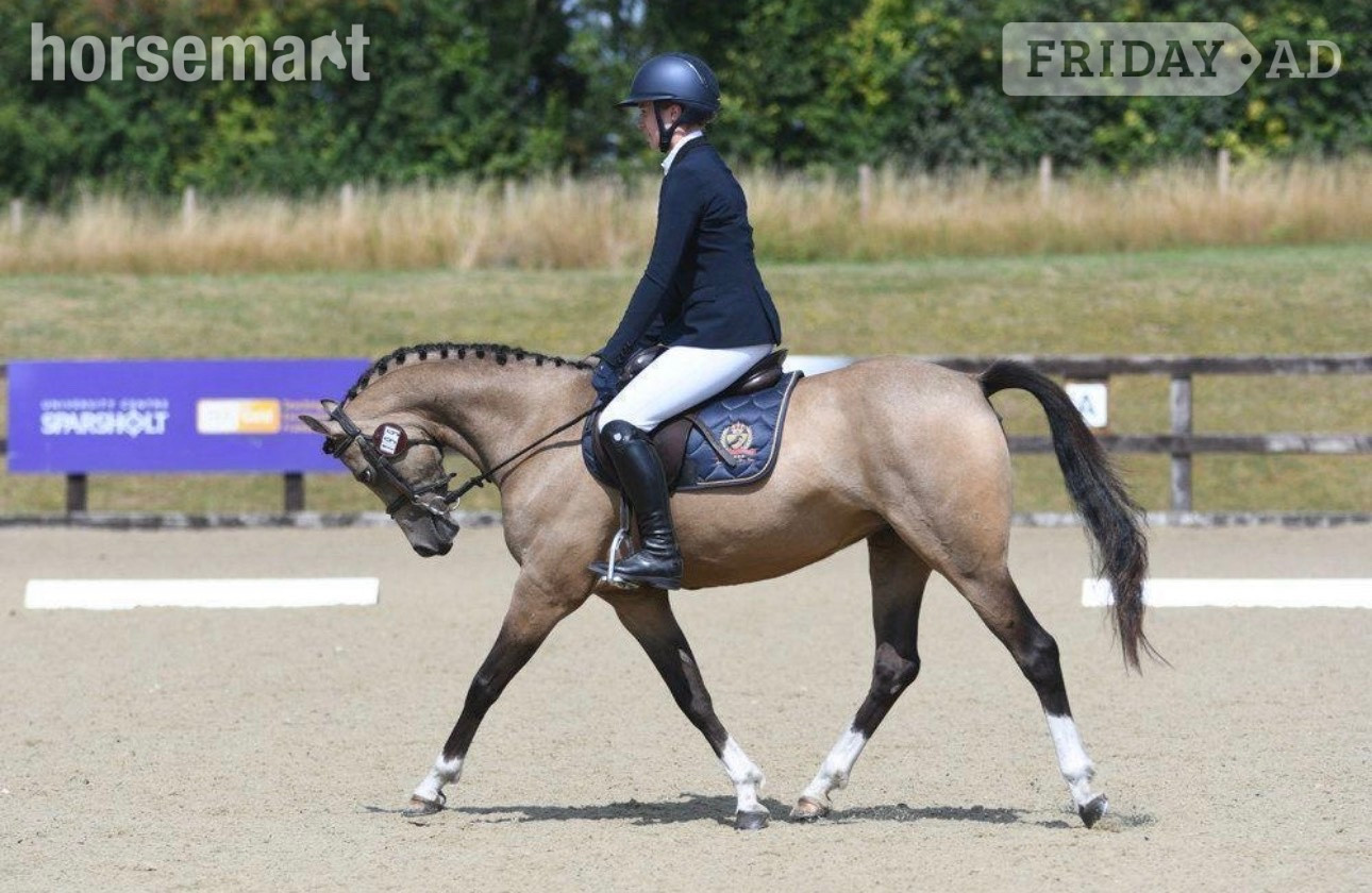 "Star" Buckskin Mare All Rounder - Horses in Southampton