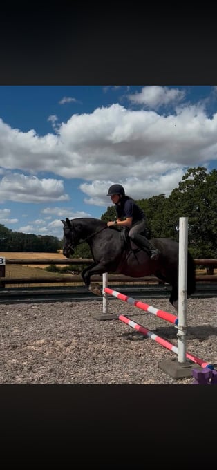 "Cedrick " Black Gelding All Rounder