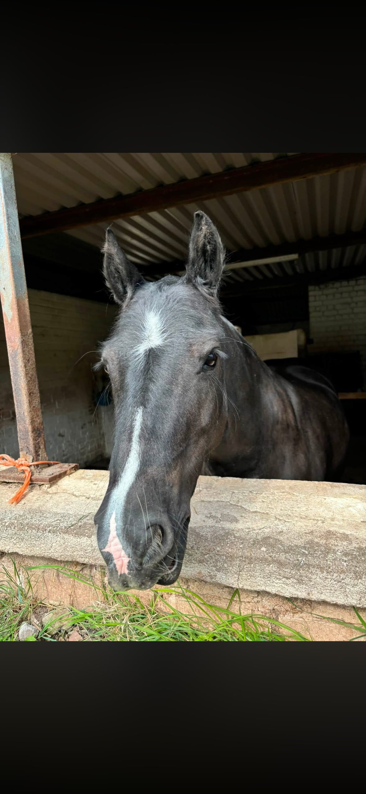 "Cedrick " Black Gelding All Rounder - Horses in Bridgnorth