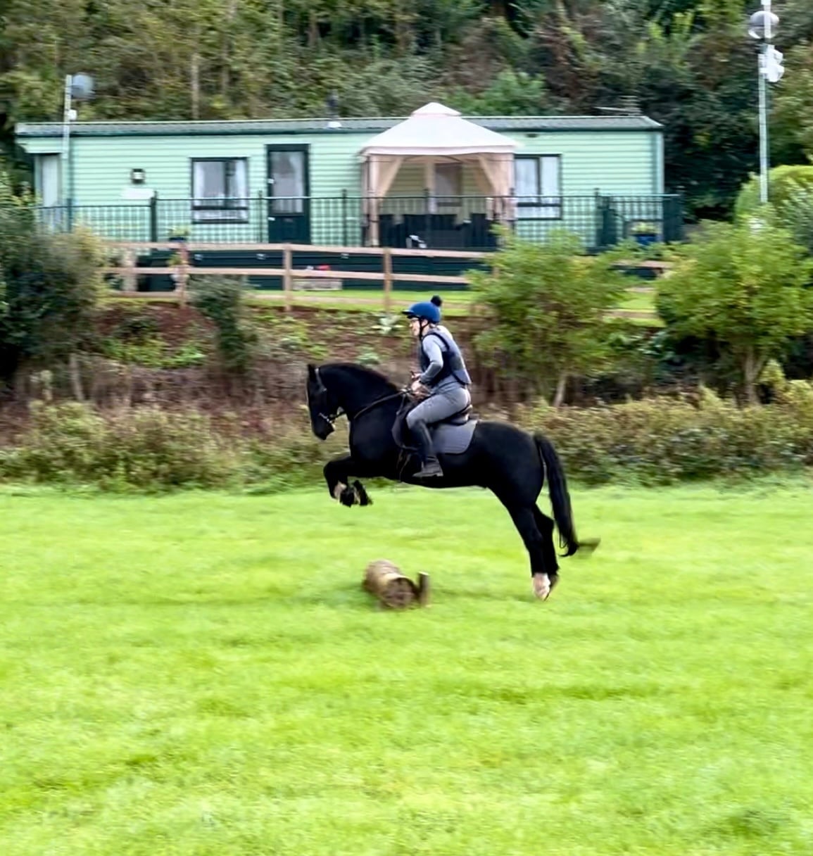 "Cedrick " Black Gelding All Rounder - Horses