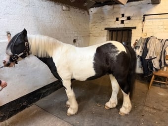 "Mr Tom" Piebald Gelding Schoolmaster