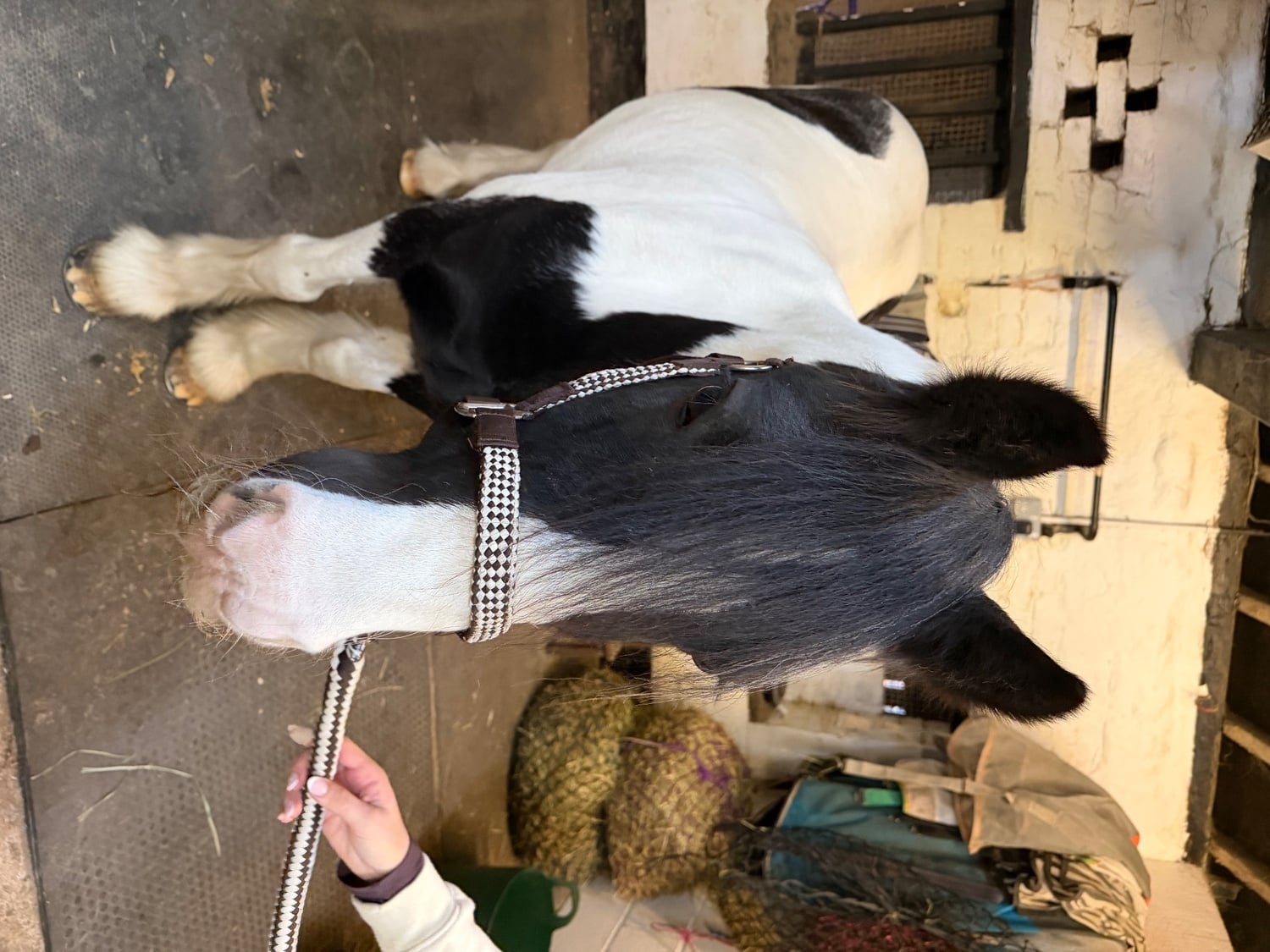 Macclesfield "Mr Tom" Piebald Gelding Schoolmaster