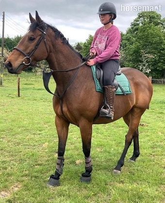 "Robbie" Bay Gelding Happy Hacker