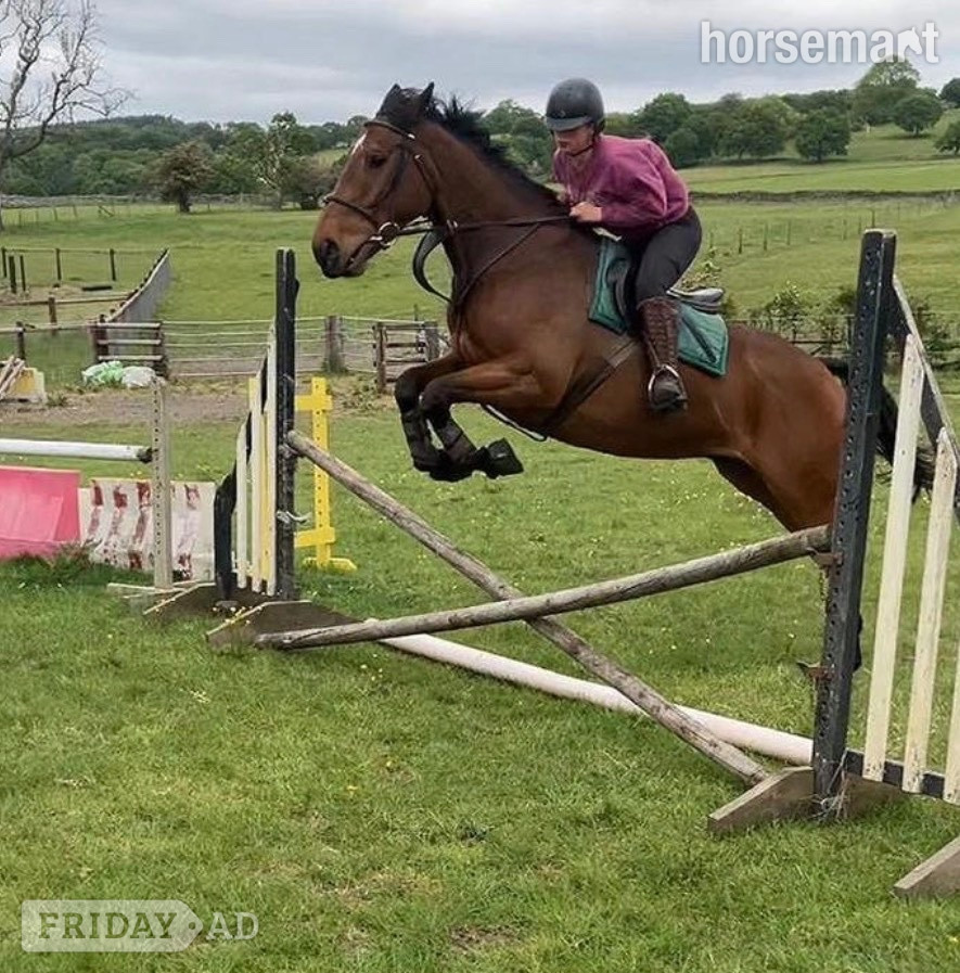 "Robbie" Bay Gelding Happy Hacker