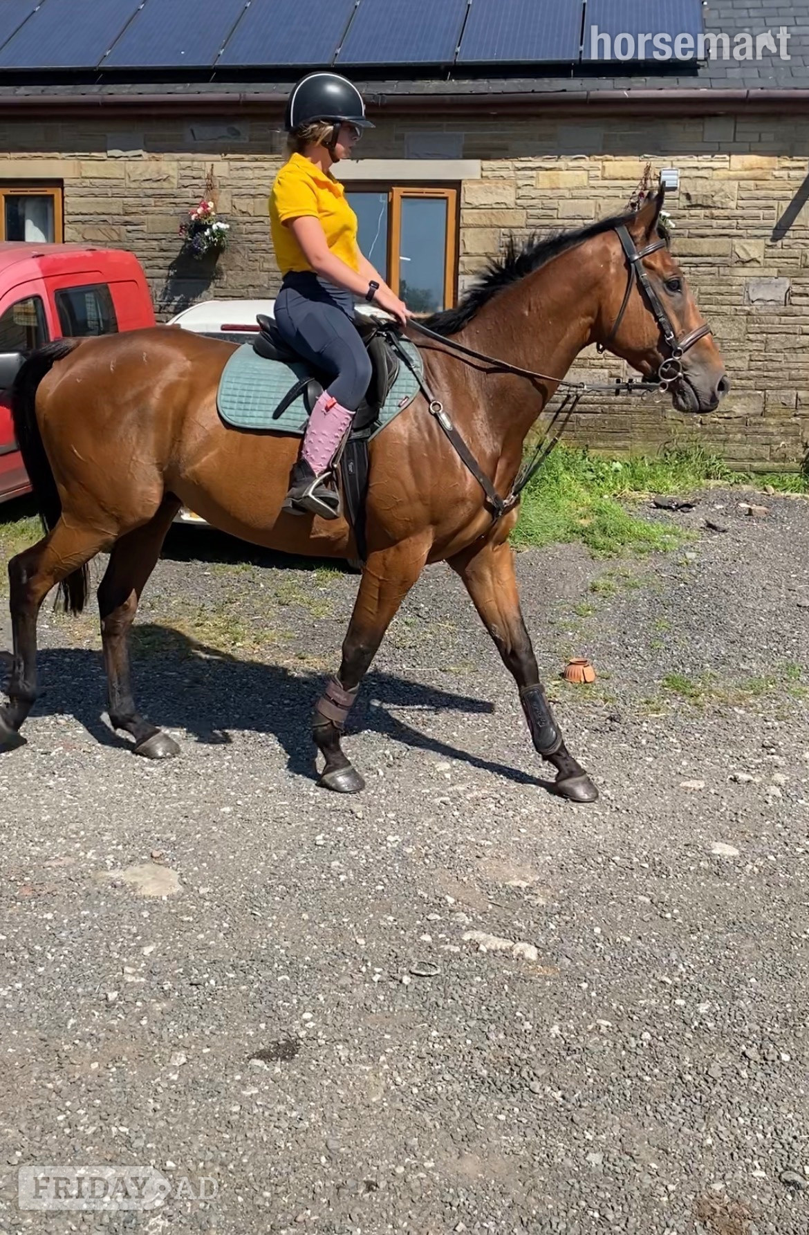 Worsthorne "Robbie" Bay Gelding Happy Hacker