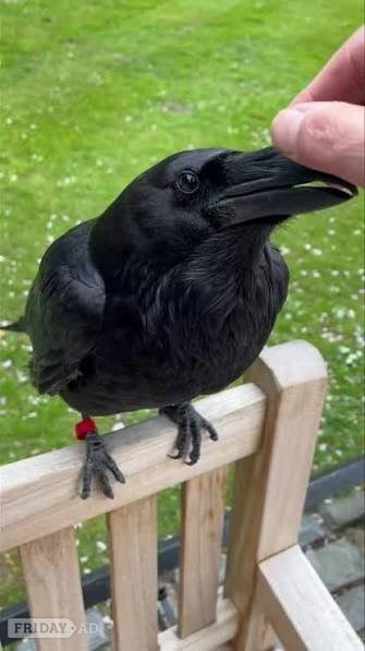 Ravens for sale in Kirkwall