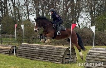 "(Louie) Brynithon Illusion" Bay Gelding All Rounder