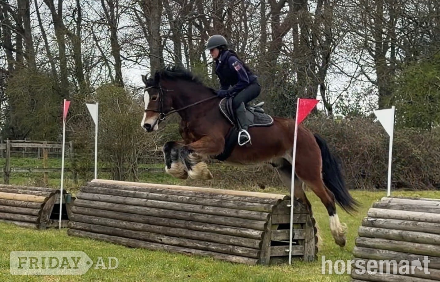 "(Louie) Brynithon Illusion" Bay Gelding All Rounder in Slough