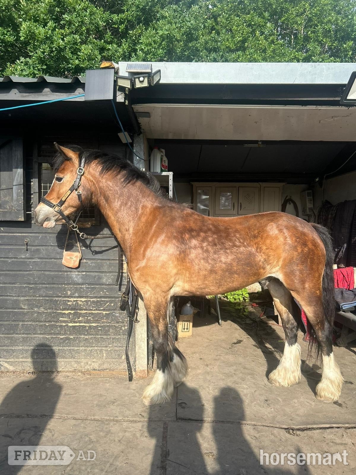 "(Louie) Brynithon Illusion" Bay Gelding All Rounder