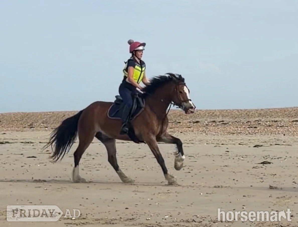 Slough "(Louie) Brynithon Illusion" Bay Gelding All Rounder